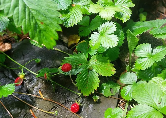 Waldhaus Bad Berleburg